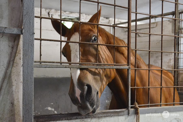 С любовью к лошадям: о достижениях, сложностях и планах конного клуба в Покровске