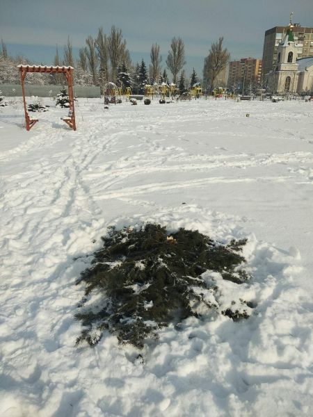 В Покровске разыскивают тех, кто срубил елки в микрорайоне «Лазурный»