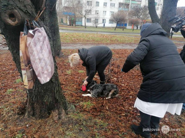 В Покровске началась вакцинация собак и кошек от бешенства