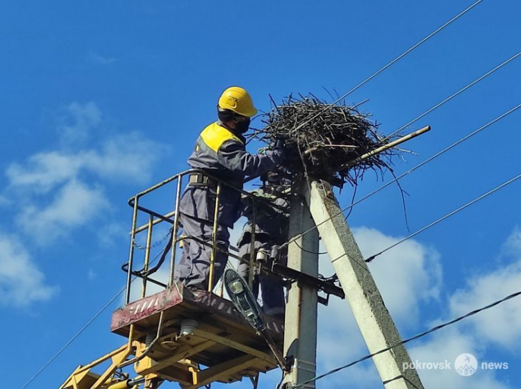 В Покровском районе работники ДТЭК переносят гнезда аистов на специальные опоры
