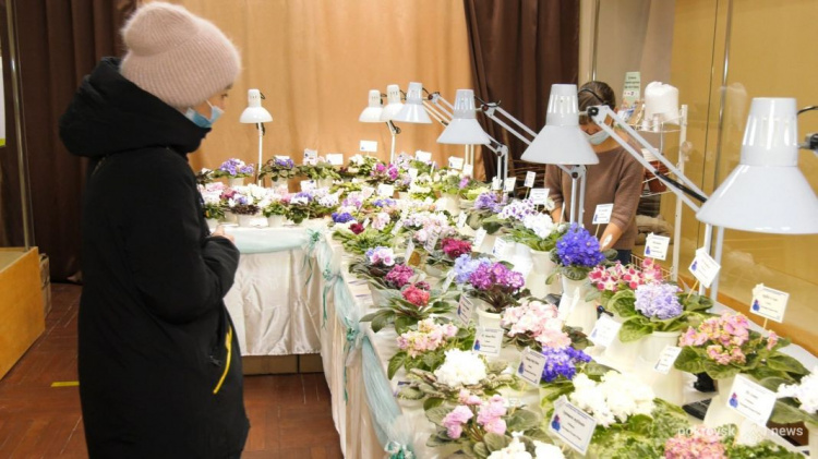 Покровский музей превратился в оазис цветущих фиалок