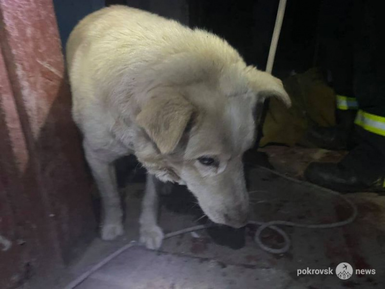 В Мирнограде спасатели вытаскивали собаку из подвала заброшенного дома