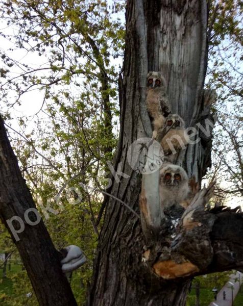 У Покровську рятували совеня