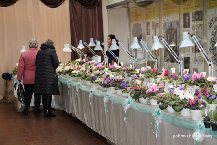 Цветущая оранжерея в музее: в Покровске открылась выставка фиалок