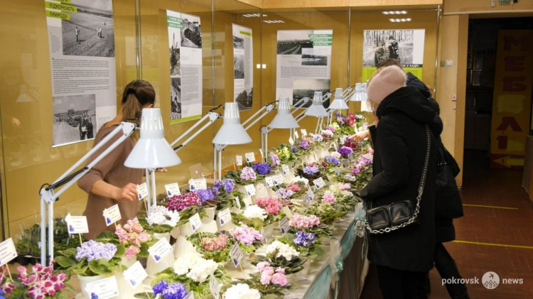 Покровский музей превратился в оазис цветущих фиалок