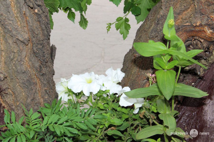 Клумба или фотозона: в центре Покровска «цветет» расщелина старого дерева